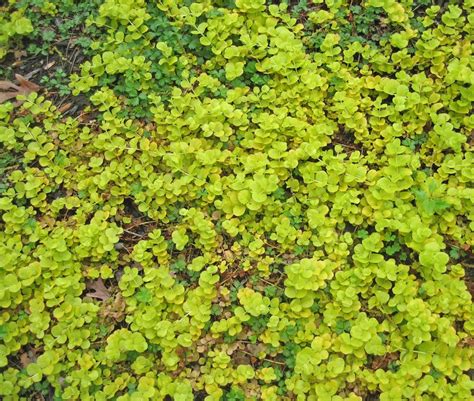 Growing Creeping Jenny Growing Information And Care Of