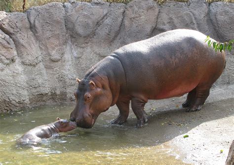 A Baby Hippo Could Save Your Marriage Shawn The Baptist
