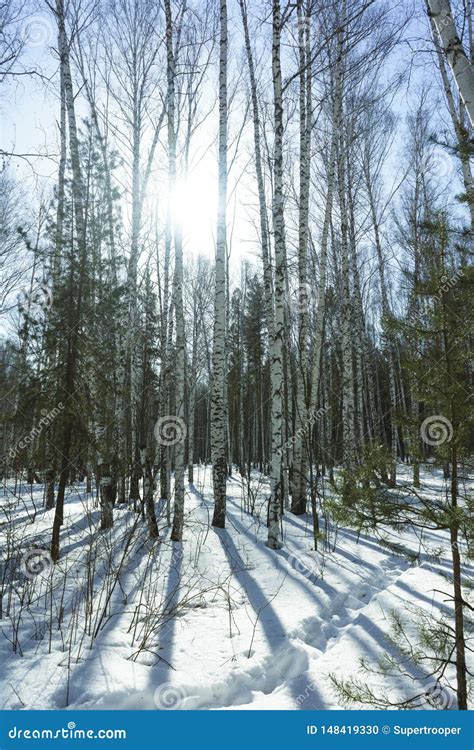 Sunny Day Na Floresta Das Rvores De Vidoeiro Do Inverno Foto De Stock