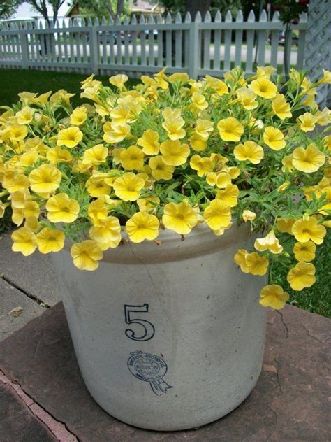 Yellow Million Bells~pretty I Love Yellow Flowersso Pretty And
