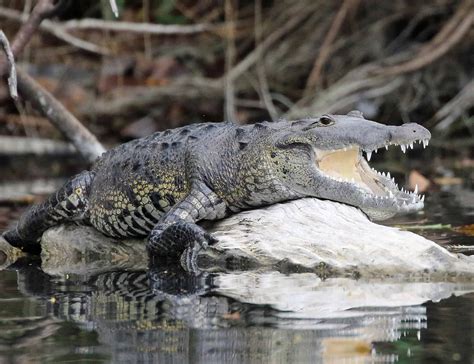 Morelets Crocodile Crocodylus Moreletii Birds Wildlife And Nature