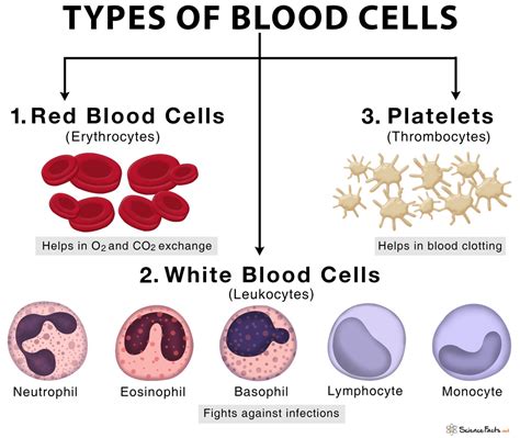 Different Types Of Cells