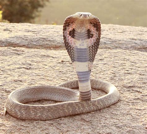 Spectacled Cobra Wild Kratts Wiki Fandom