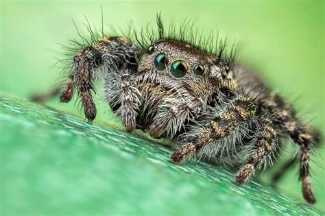 2048x1365 Macro Jumping Spider Spider Arachnid Wallpaper