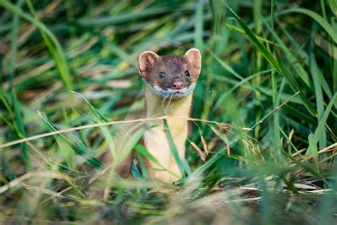 Long Tailed Weasel Stock Photos Pictures And Royalty Free Images Istock