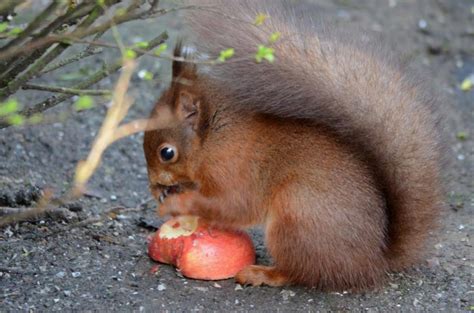 What Do Red Squirrels Eat And What To Feed Them Ark Wildlife Uk Ark