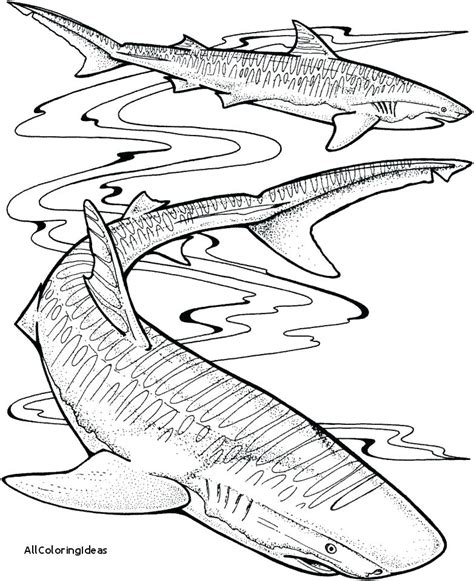 Tiger Shark Coloring Page Free Printable Shark Coloring Pages For