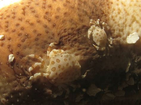 F Crabs Under Sea Cucumber Close Treamy1 Flickr