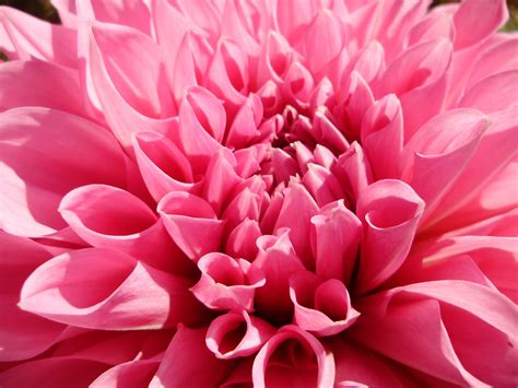 Download Pink Dahlia Spring Flower Wallpaper By Courtneyp20 Spring