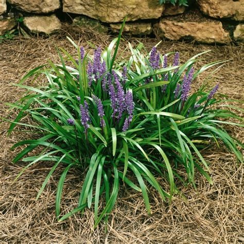 Liriope Muscari Royal Purple Lilyturf Siteone