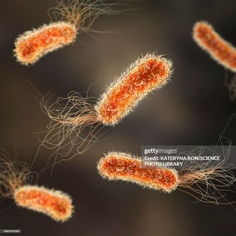 Pseudomonas Aeruginosa Bacteria Illustration High Res Vector Graphic