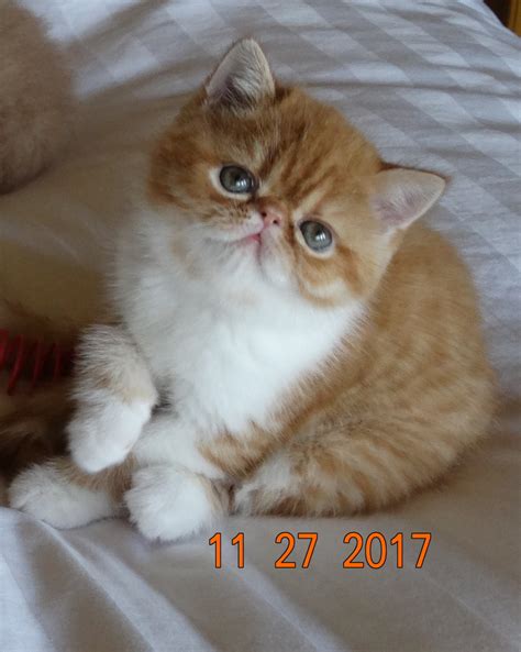 Silver spotted male, beautiful gentle and friendly lap cats, who make the best companions and family pets. Exotic Shorthair Cats For Sale | Springdale, AR #255324