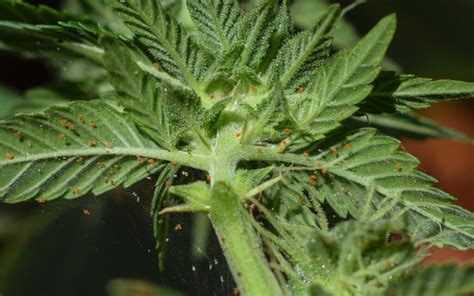 78 Amazing How To Get Rid Of Mites On Weed Plants Forsyth
