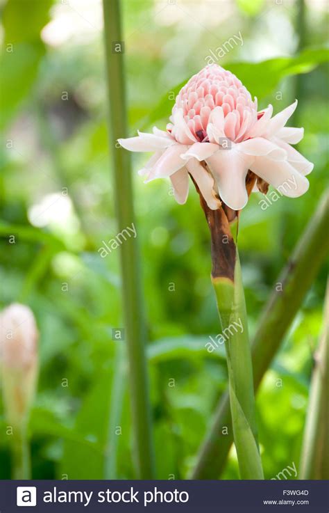 Native Ginger Hi Res Stock Photography And Images Alamy