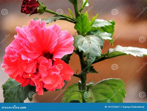 A Bright Red Flower Bloomed Fully In Our Roof Garden Stock Image