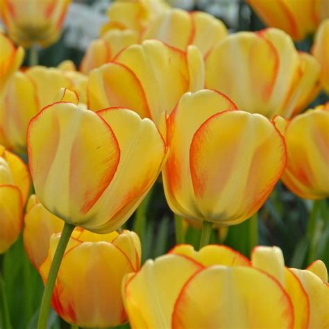 Tulip Beauty of Spring (Tulipa) - Fluwel