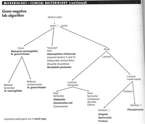 Bacterialisolationcharts Elmanama143 Microbiology