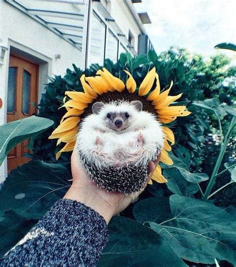 Sunflower Hedgehog Too Cute To Bear