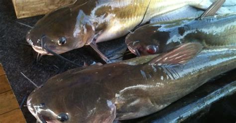 How To Fish For Catfish In Louisiana