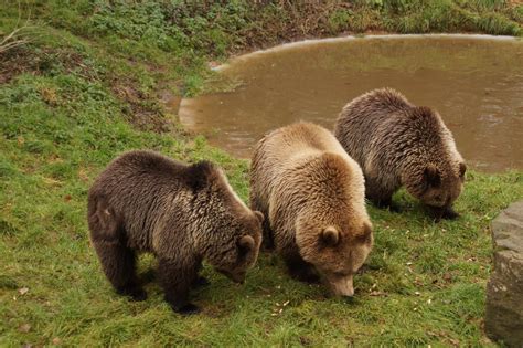 European Brown Bears Zoochat
