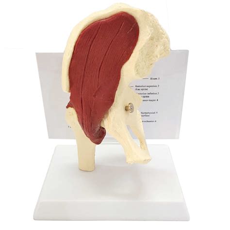 Buy Hip Anatomy Model With Muscles Hip Model Human Pelvic Skeleton