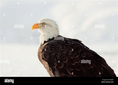 Winter Close Up Portrait Of A Bald Eagle Haliaeetus Leucocephalus