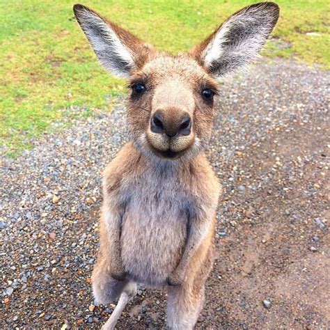 Kangaroo Photo Bianncaannette Via Instagram Smile Happy