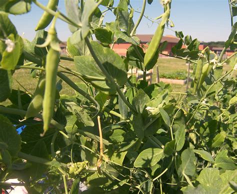 Growing Peas Early Vs Later Varieties Eat Like No One Else