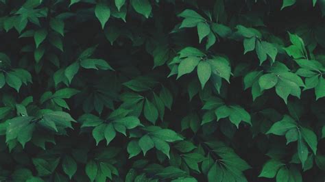 Excellent Green Aesthetic Wallpaper For Desktop You Can Save It For