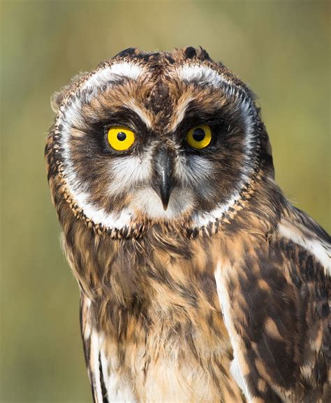 Portrait Of An Owl Owl Beautiful Birds Bird Photo