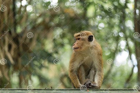Monkey In The Jungle Natural Habitat Close Up Stock Photo Image Of