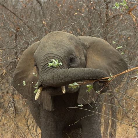 ¿cómo Comen Los Elefantes