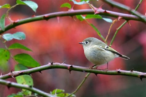 Ruby Crowned Kinglet Female Photo Muskrats Photos Photos At