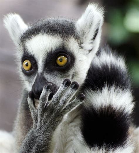 Close Up Portrait Of A Ringtailed Lemur Taken In Copenhagen Zoo