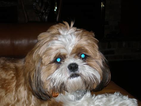 The Life And Times Of Chewy The Shih Tzu Ever Wonder How I Got My Name