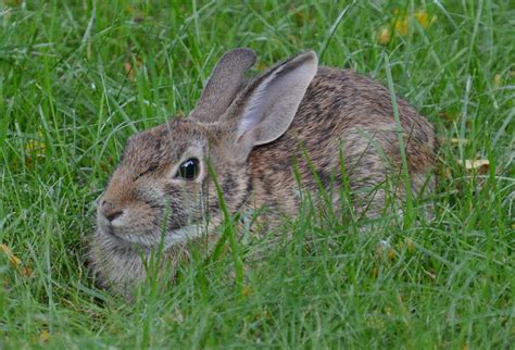 Rabbit In The Yard