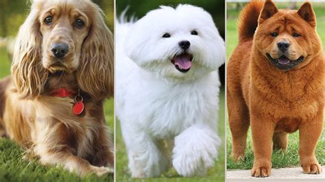 Low Maintenance Dogs Breeds For Busy People And Their Care