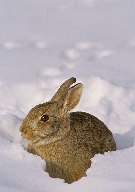 Cottontail Rabbit Snow Stock Photos Pictures And Royalty Free Images