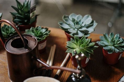 The Best Indoor Succulents For Fuss Free Greenery Bob Vila