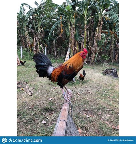 Game Fowl Rooster Side View Stock Image Image Of Farm Rooster 184673235