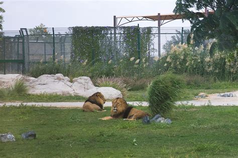 Dubai safari park (ds, dsp) is a new (in 2017) animal park established in al warqa area to replace the old dubai zoo which was located in jumeirah 1 on jumeirah beach rd. 14,000 visitors to Dubai Zoo & Safari within 2 days | UAE ...