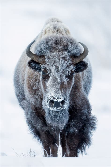 Bison Covered In Winter Frost Yellowstone Natl Park Print Photos By
