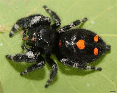 Black Spider With Green Spots Telegraph