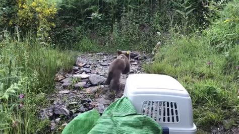 Orphan Bear Cub Released In Nat Park With Gps Collar Youtube