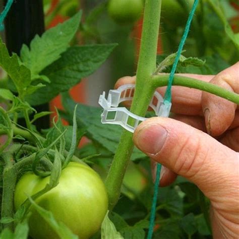 How To Trellis Tomatoes Topper