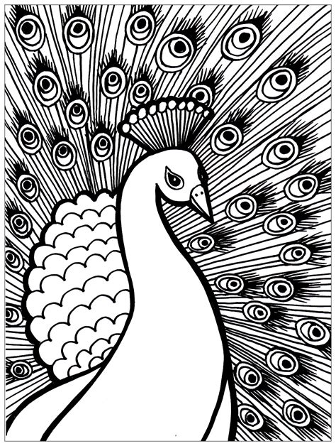 Magnificient Peacock Peacocks Adult Coloring Pages