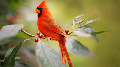 Red Cardinal Bird Is Sitting On Red Berry Tree Branch 4k 5k Hd Birds