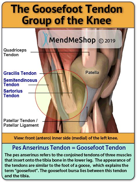 Pes Anserine Tendinitis Symptoms Causes Diagnosis Treatments