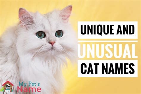 Really Unique Cat Names: 220 Unusual & Unforgettable Names