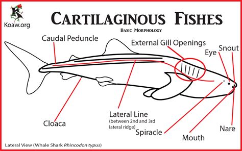 THE CARTILAGINOUS FISHES CHONDRICHTHYES Sharks Skates Rays And Chimaeras Koaw Nature